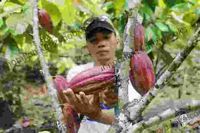 A Cacao Farmer Harvesting Ripe Cacao Pods A Brief History Of Cacao: Where Chocolate Comes From And How It Is Made