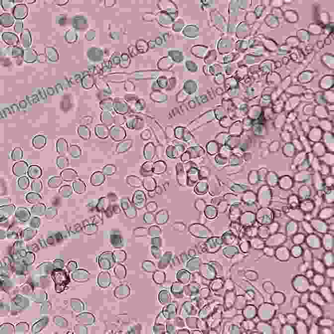 A Monk Intently Examining Yeast Under A Microscope, Emphasizing The Scientific Aspect Of Monastic Brewing Brew Like A Monk: Trappist Abbey And Strong Belgian Ales And How To Brew Them