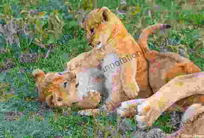 A Pair Of Playful Lion Cubs Wrestle In The Warm Embrace Of The Morning Sun. By Way Of The Wilderness (Lions Of Judah #5)