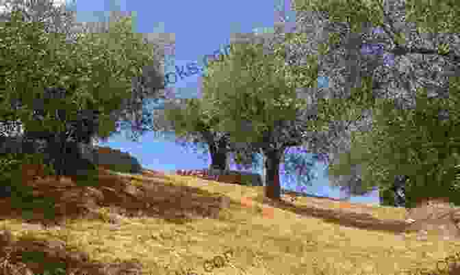 A Picturesque View Of An Olive Grove, The Source Of Greece's Liquid Gold. Flavours Of Greece Rosemary Barron