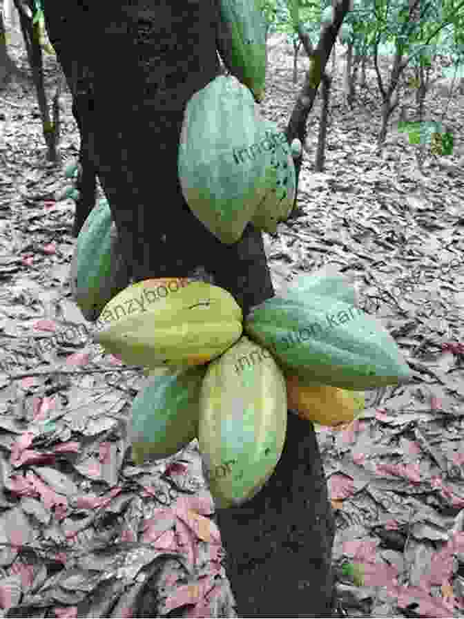 Cacao Pods Ripening On A Tree In A Rainforest A Brief History Of Cacao: Where Chocolate Comes From And How It Is Made