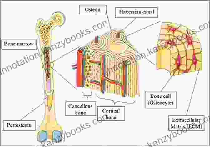 Diagram Of Bone Structure And Function The Myth Of Osteoporosis: What Every Woman Needs To Know About Creating Bone Health