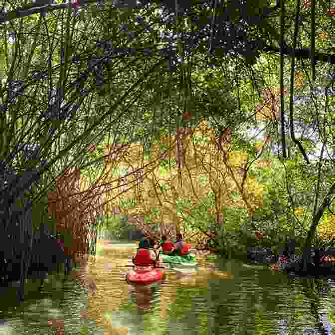 Kayaking Adventure Through Turkey Point's Mangroves A Turkey S Point Of View