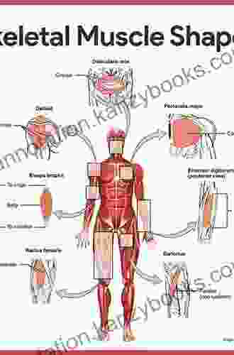 Kinesiology E Book: The Skeletal System And Muscle Function